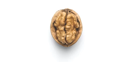 Dióbél